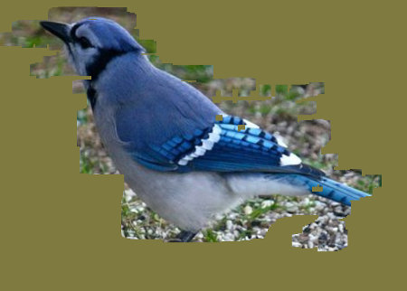 a partly revealed bluebird